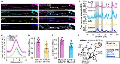 Localization of the Priming Factors CAPS1 and CAPS2 in Mouse Sensory Neurons Is Determined by Their N-Termini